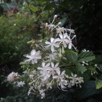 Clerodendrum calamitosum L.